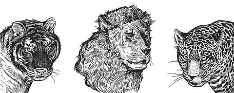 Vintage engraving of tiger, lion and jaguar. Credit: iStock