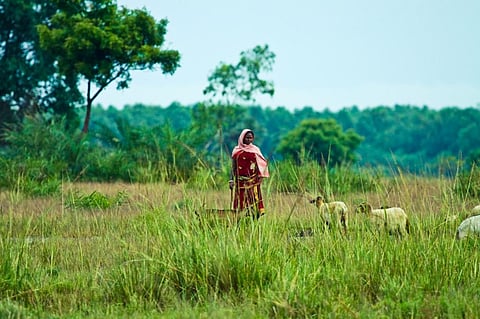 Up to 500 million people across the world practise pastoralism. Photo: iStock