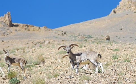 Blue sheep or ‘Bharal’. Photo provided by Rohit Prashar