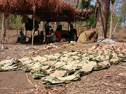 Odisha tribals awaiting forest department permit to sell kendu leaf worth Rs 34 lakh