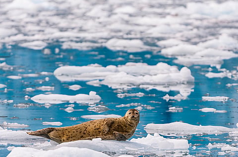 The US purchase of Alaska from Russia in 1867 disrupted traditional sealing at Yakutat.