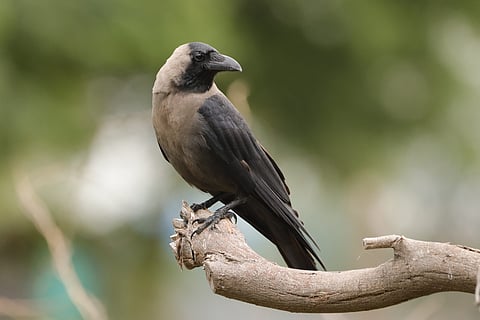 Bad news for Indian crows in Kenya: Country vows to kill a million of them in next six months