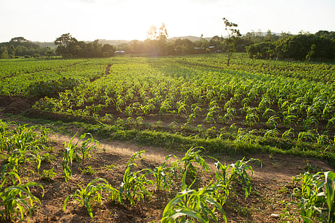 Malawi farming experiment shows how simple changes can boost maize yields and improve soil