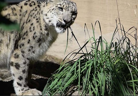 A snow leopard eating plants.