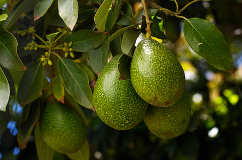 What actually makes avocados bad for the environment?