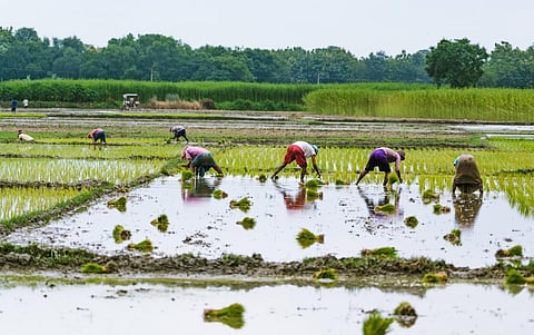 Of the 186,000 acres planted with traditional paddy varieties in Tamil Nadu, the Cauvery delta covers 42,000 acres.