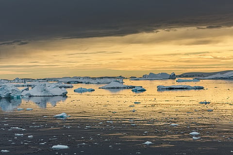 How glacier algae are challenging the way we think about evolution