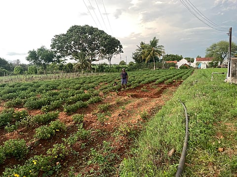 A farmer in Chikati village.