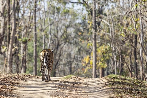 A tigress in Pench.