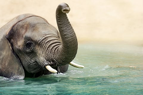The new research into the grasping force of the two fingers at the tip of the elephant’s trunk will enhance robotics.