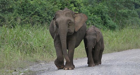 A Borneo elephant mother and calf.