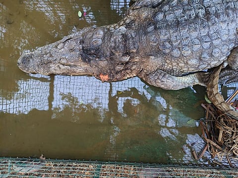 A rescued mugger crocodile, showing burn marks on its skull.