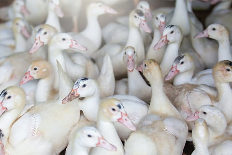 A flock of white ducks in a poultry farm