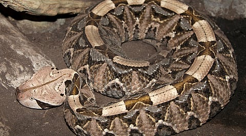 A Gaboon Viper