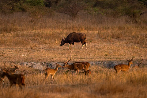 Gaurs were most impacted by land-use and land-cover changes, roads with high traffic and dense linear infrastructure intrusion.