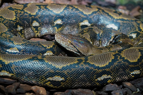 A reticulated python