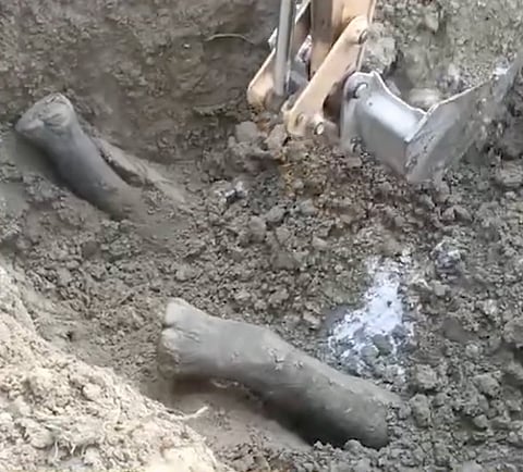 Remains of the elephant cow being exhumed at the NRL Township
