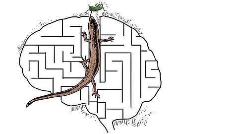 Nature’s mappers