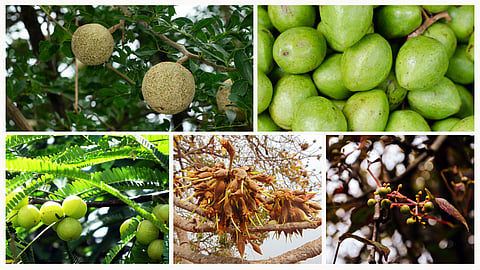Climate change impact: Bael and bahera to thrive, chironji, mahua & amla to decline, shows study