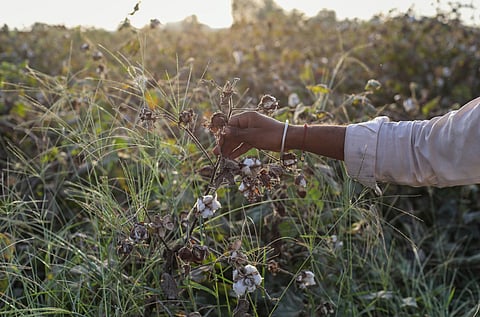 A farmer from Haryana shows his cotton crops destroyed by pink bollworm in October 2023.