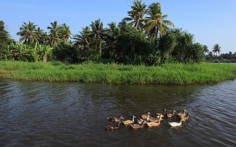 Ducks moving in a canal in the backwaters region of Kerala