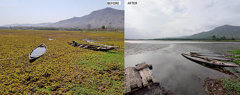 The Sarani reservoir has become completely clean following the release of insects on Salvinia molesta.