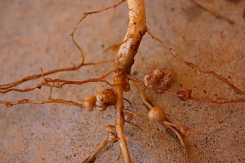 Unexpected discovery reveals zinc’s crucial role in making legumes resilient to climate change