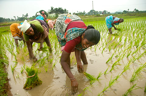 Women plant rice in paddy fields at Kanchipuram, Tamil Nadu.