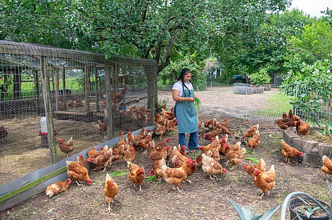 A poultry farmer feeding chickens in Texas.