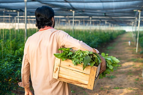 The major reasons for post-harvest losses include insufficient cold chain facilities, poor infrastructure, inadequate storage capacity, and transportation-related losses.