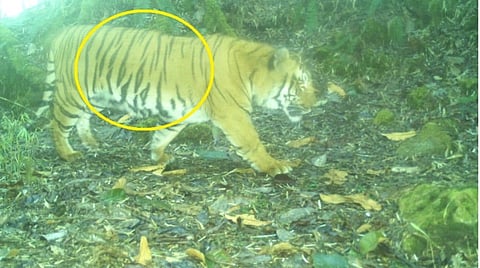 The tiger captured on camera trap in February this year in Pangolakha Wildlife Sanctuary in Sikkim’s Pakyong district