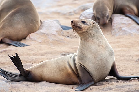 South Africa rabies outbreak: Health authorities to begin trial vaccination of Cape fur seals