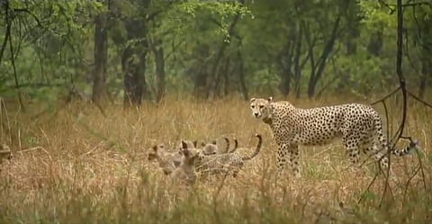 Screengrab of a clip of Gamini playing with her cubs shared by environment minister Bhupender Yadav in July 2024