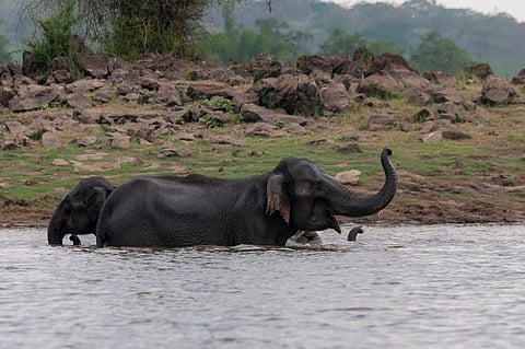 An elephant herd bathes in the Kabini backwaters of Nagarhole in southern Karnataka. Elephants from the northern part of the state often cross over into Maharashtra.