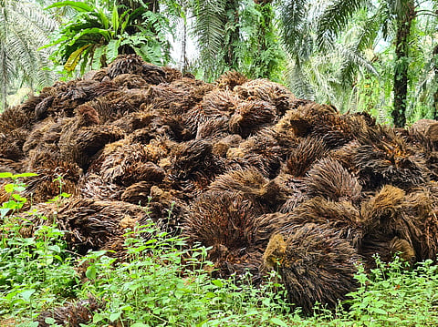 Palm biomass and waste products have an incredible potential to be converted into renewable palm bioenergy.