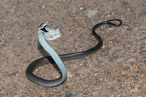 Cobras, Mambas, coral and sea snakes, other elapids emerged from Asia & spread worldwide: Study