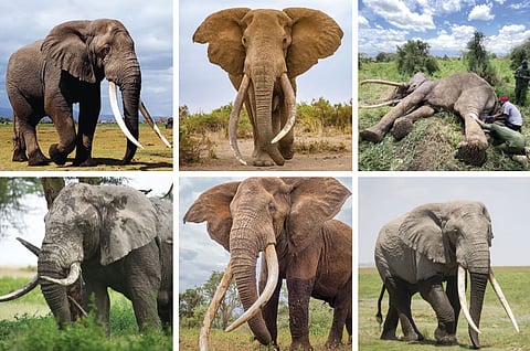 Six of the last eight super tuskers that roam Tanzania-Kenya border areas