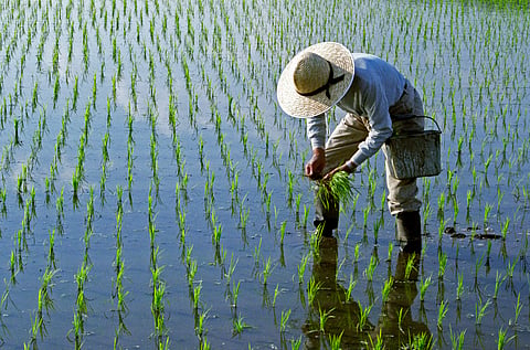 Rice plantation