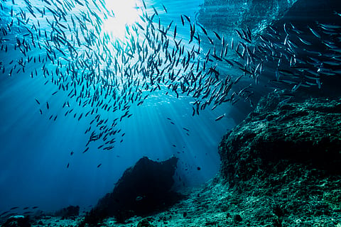 Eukaryotes are Earth’s oldest, tiniest creatures; poised to be climate change winners