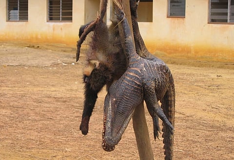 Bushmeat for sale at a roadside in Gabon, Central Africa.