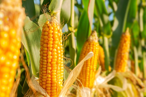 How a mix of old and new techniques produced a superior maize harvest in a dry part of South Africa