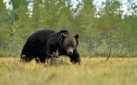 Sweden goes ‘berserker’ with plans to kill nearly 500 of its brown bears