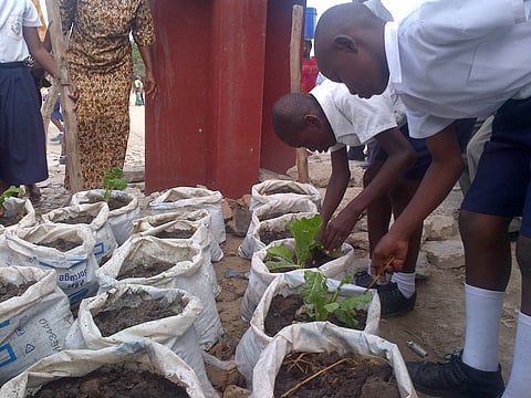 Students at Hekima Primary School learn about growing vegetables