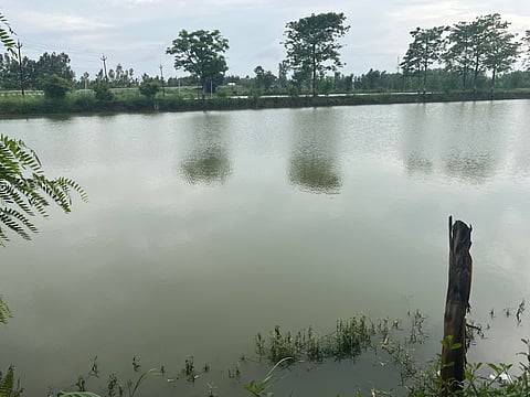 Tree plantation around the pond to increase soil moisture