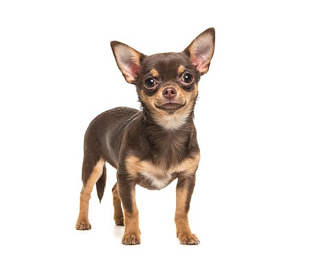 International Dog Day 2024: The Chihuahua may our favourite pooch; but it is also one of the oldest breeds of canine