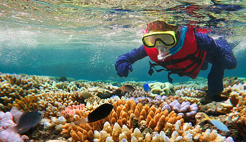 ‘Humanity is failing’: official report warns our chance to save the Great Barrier Reef is fast closing