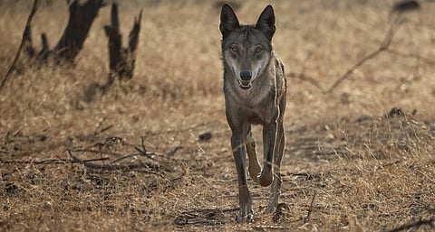 Bahraich: Wolf attacks on humans in India are known; but they normally do not attack humans, says Mahesh Rangarajan