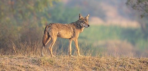 Before Bahraich wolf attacks: How investigators pieced together what killed 30 children in east UP 3 decades back