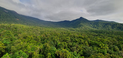 The canopy of a tropical rainforest at James Cook University’s Daintree Rainforest Observatory in north Queensland, Australia.
