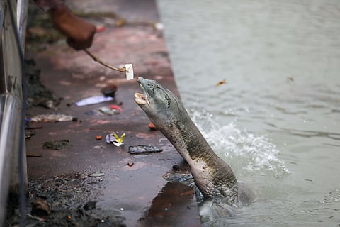 Turtles in Kanpur's pond are treated with paneer; but should they?